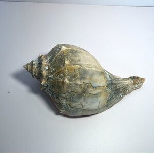 Beautiful NJ Knobbed Whelk shell NJ Beach 8"